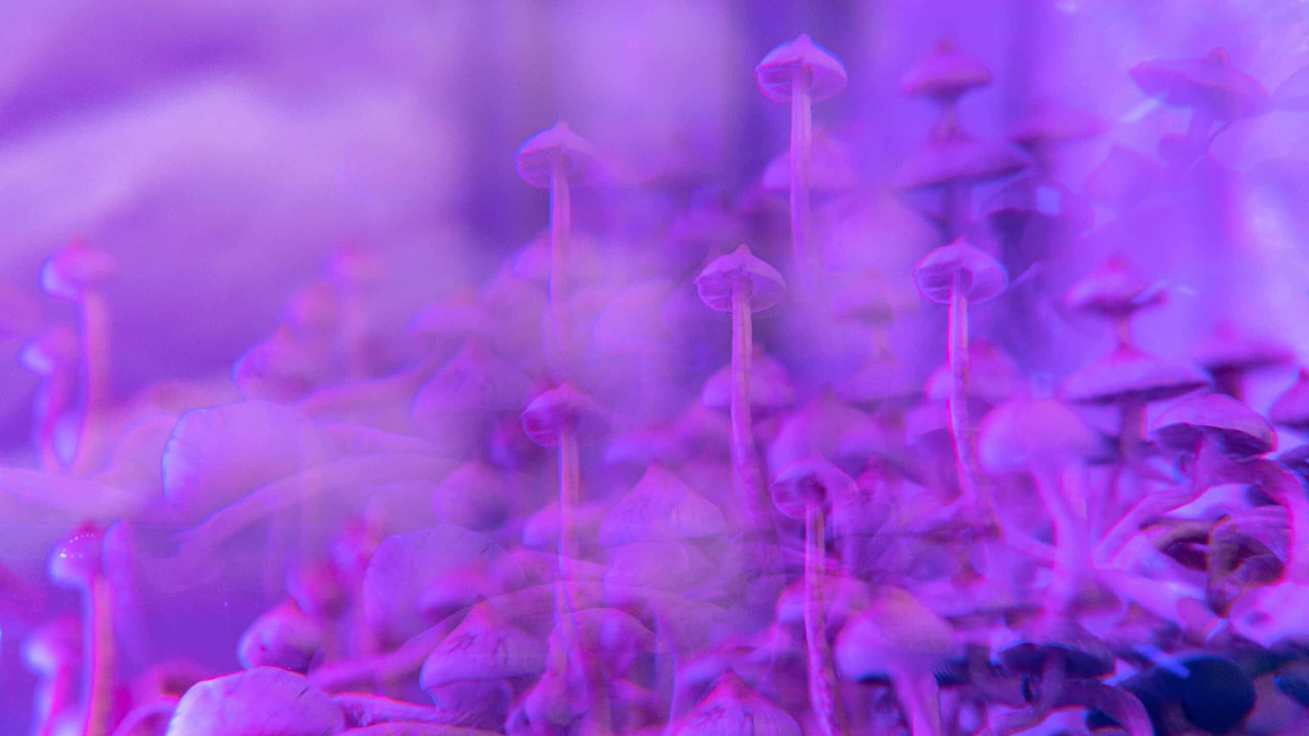 How long do shrooms stay in your system?